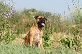 BULLMASTIFF 230